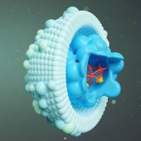 乙肝造模AAV/rAAV-1.3×HBV/HBV模型