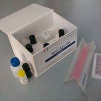 猪圆环病毒3型荧光PCR检测试剂盒