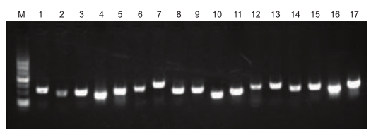 动物组织直接进行 PCR 反应的试剂盒 One Step M