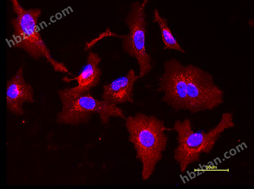 AF594小麦胚芽凝集素