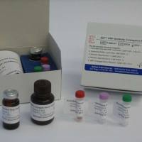 猪繁殖与呼吸综合征病毒NADC30株荧光RT-PCR检测试剂盒