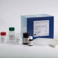 猪繁殖与呼吸综合征病毒美洲型经典株、高致病性变异株、类NADC-30株三重荧光RT-PCR检测试剂盒