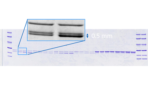 Amersham ImageQuant™ 800 蛋白印迹成