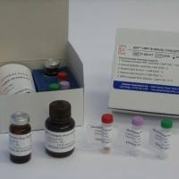 猪繁殖与呼吸综合症病毒美洲型经典株和高致病性变异株双重荧光RT-PCR检测试剂盒