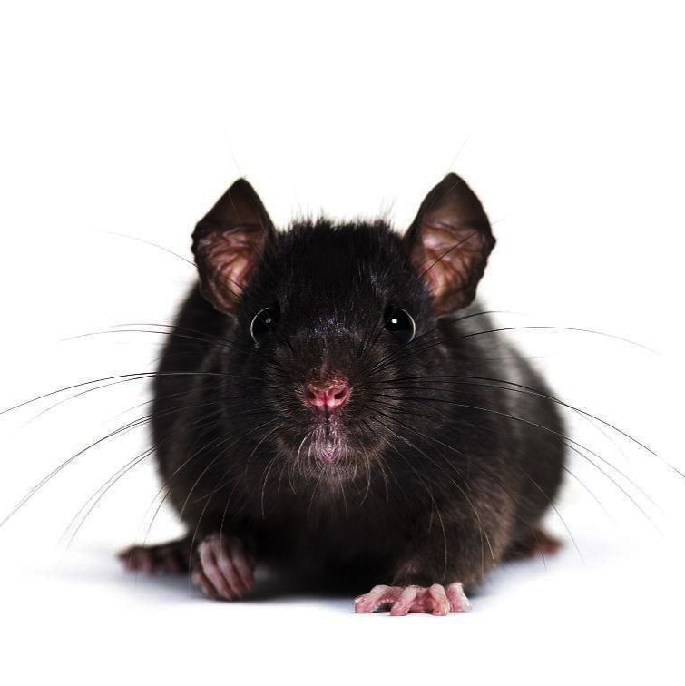 前列腺增生模型