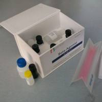 牛病毒性腹泻病毒荧光RT-PCR检测试剂盒