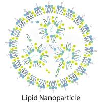 负载Elosulfase α的脂质纳米粒被PEG修饰