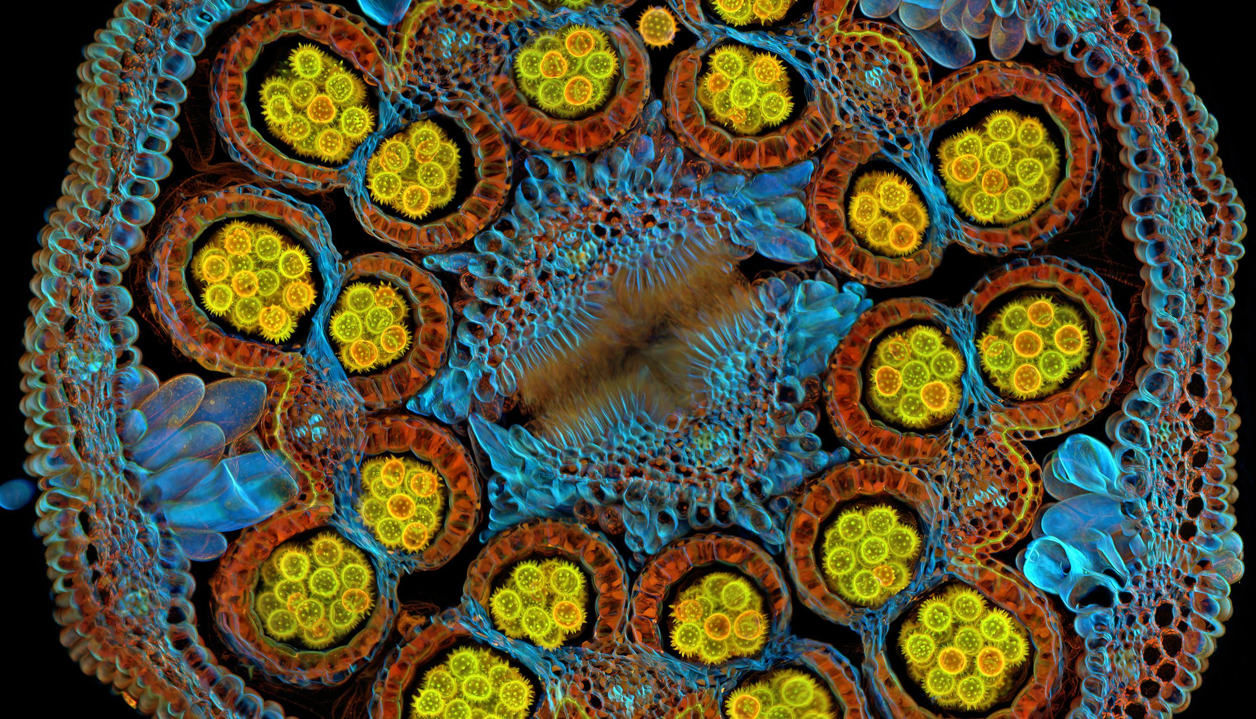 EVIDENT第五届全球显微图像大赛获奖作品揭晓