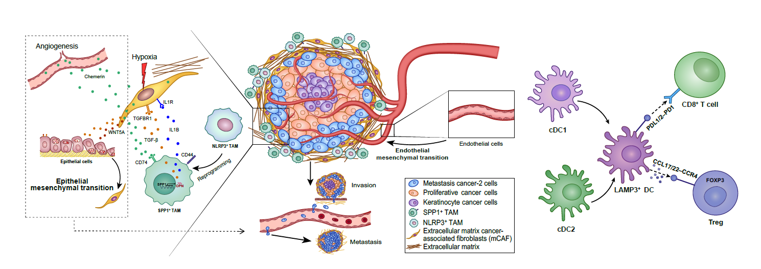 我提交了这样一篇图文摘要，审稿人眼睛都亮了......