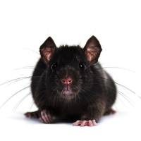 I型糖尿病视网膜病变模型