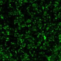 NDV新城疫病毒单抗
