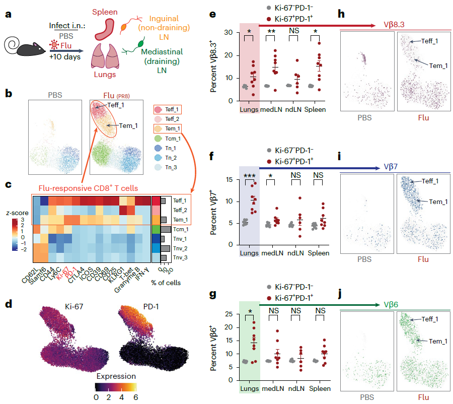 质谱流式技术应用新篇章：监测 T 细胞受体重排和细胞分化状态的变化