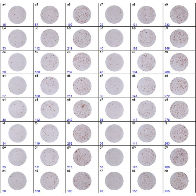 ELISPOT分析检测服务