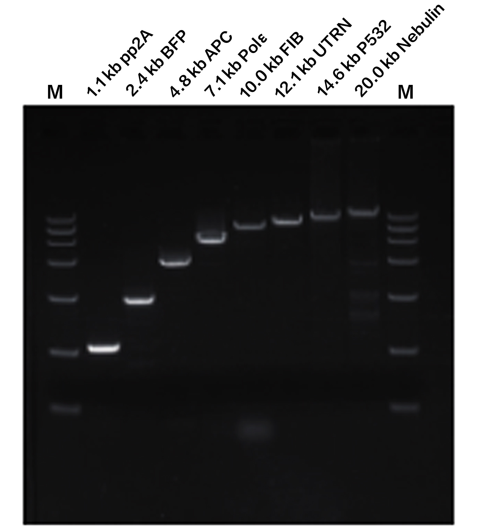 HiScript II 1st Strand cDNA Sy