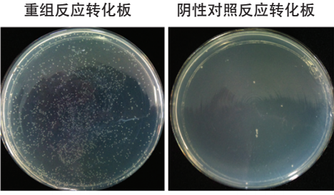 非连接酶依赖型单片段快速克隆试剂盒 ClonExpress