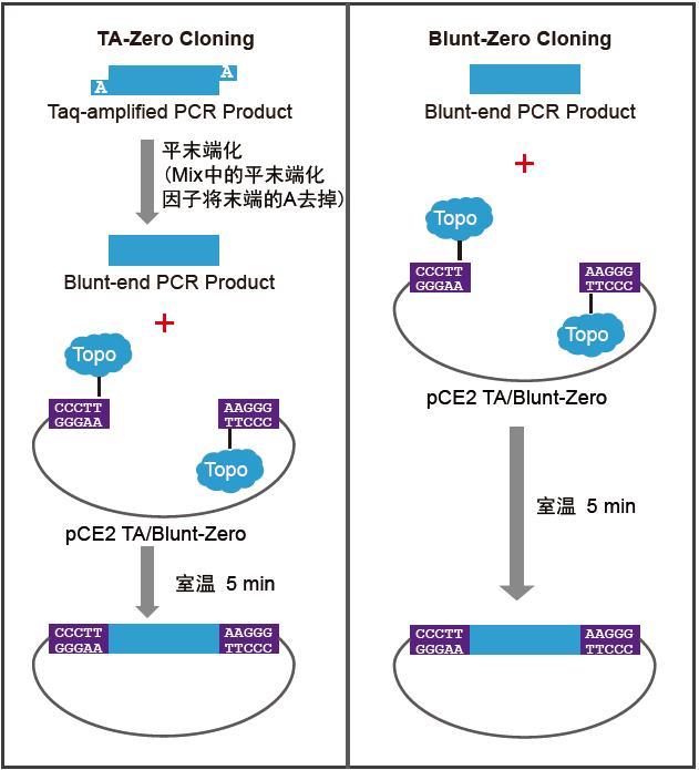 5 min TA/Blunt-Zero Cloning Ki