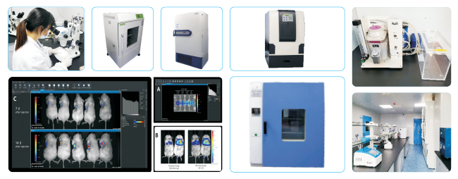 实验外包 基因工程服务 动物实验外包 课题外包