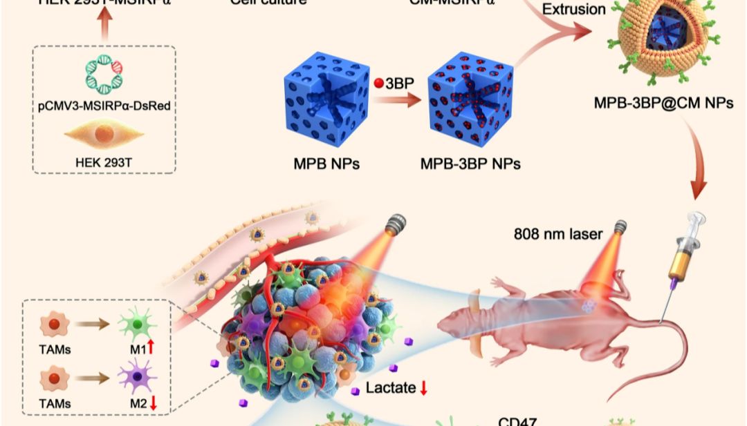 文献解读|基因可编程细胞膜伪装纳米颗粒用于靶向联合治疗结肠直肠癌