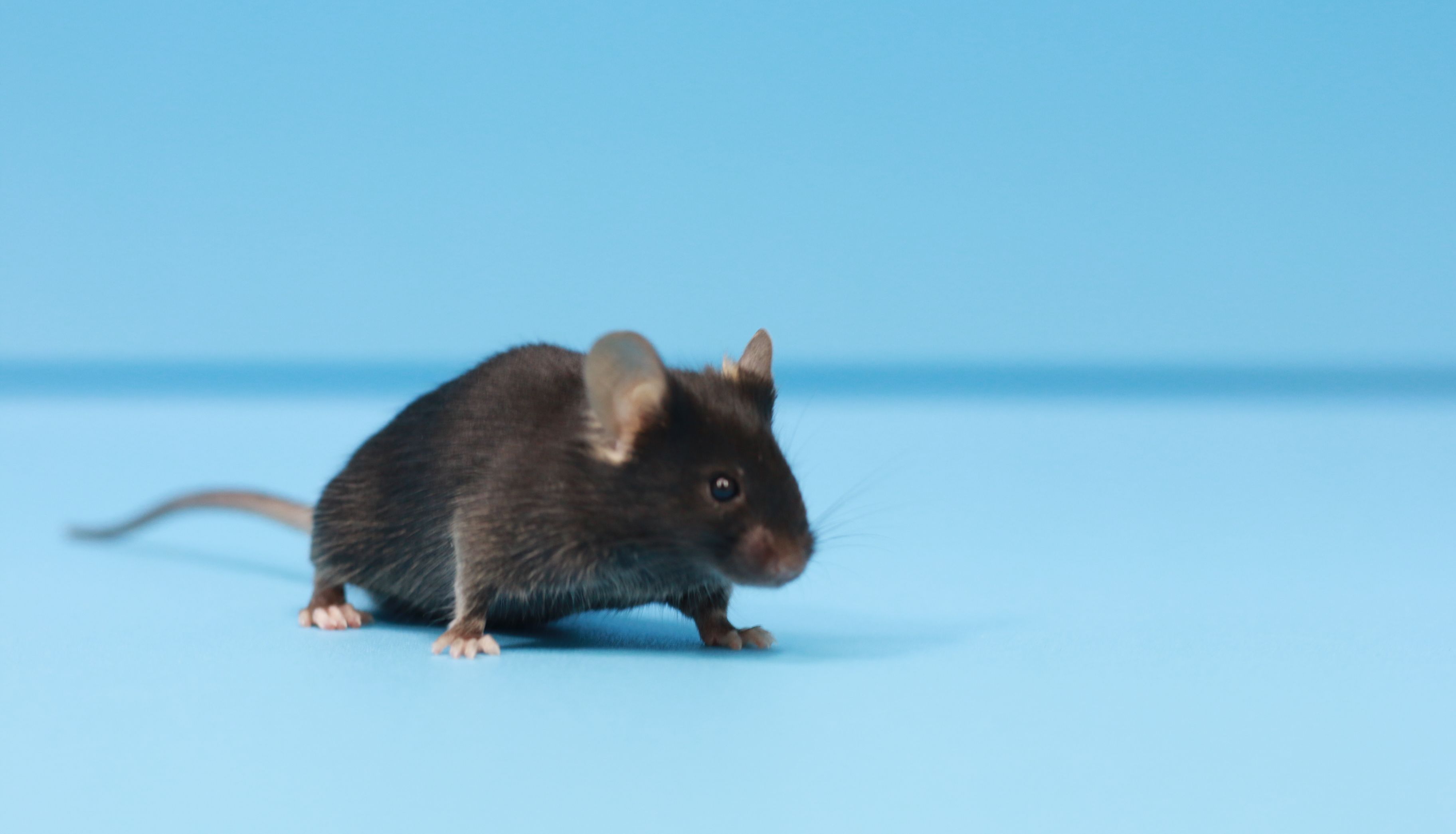 C57小鼠常见疾病及管理处置（上）