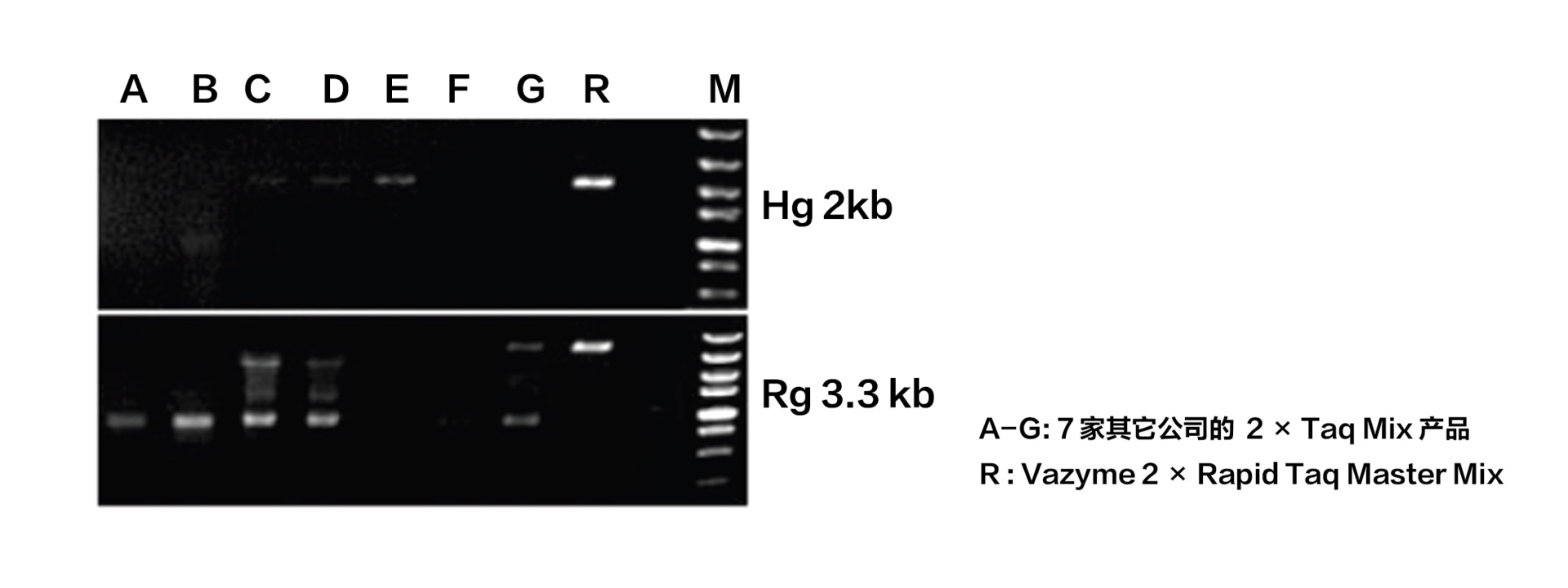 2 × Rapid Taq Master Mix（快速PCR