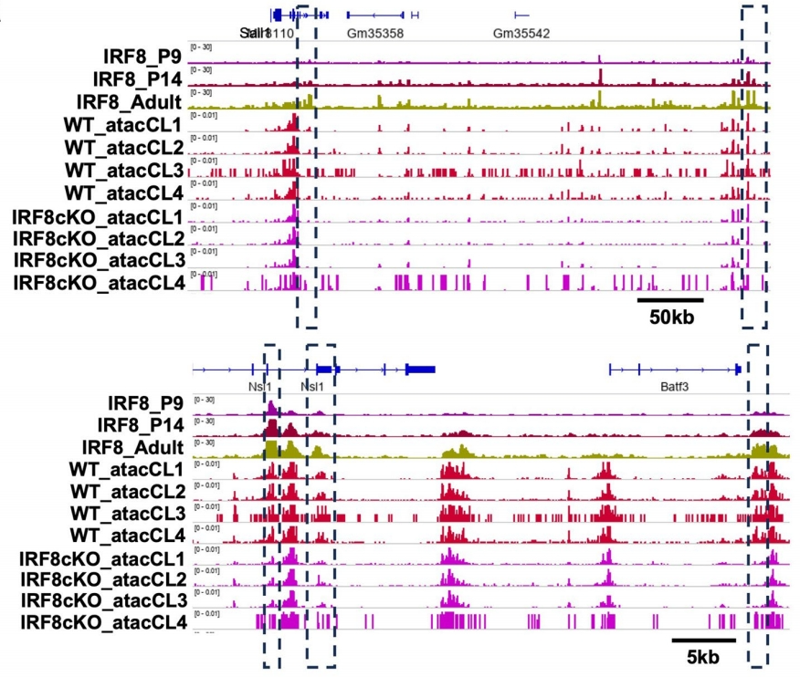 单细胞ATAC-seq：单细胞分辨率的染色质可及性，更高精度