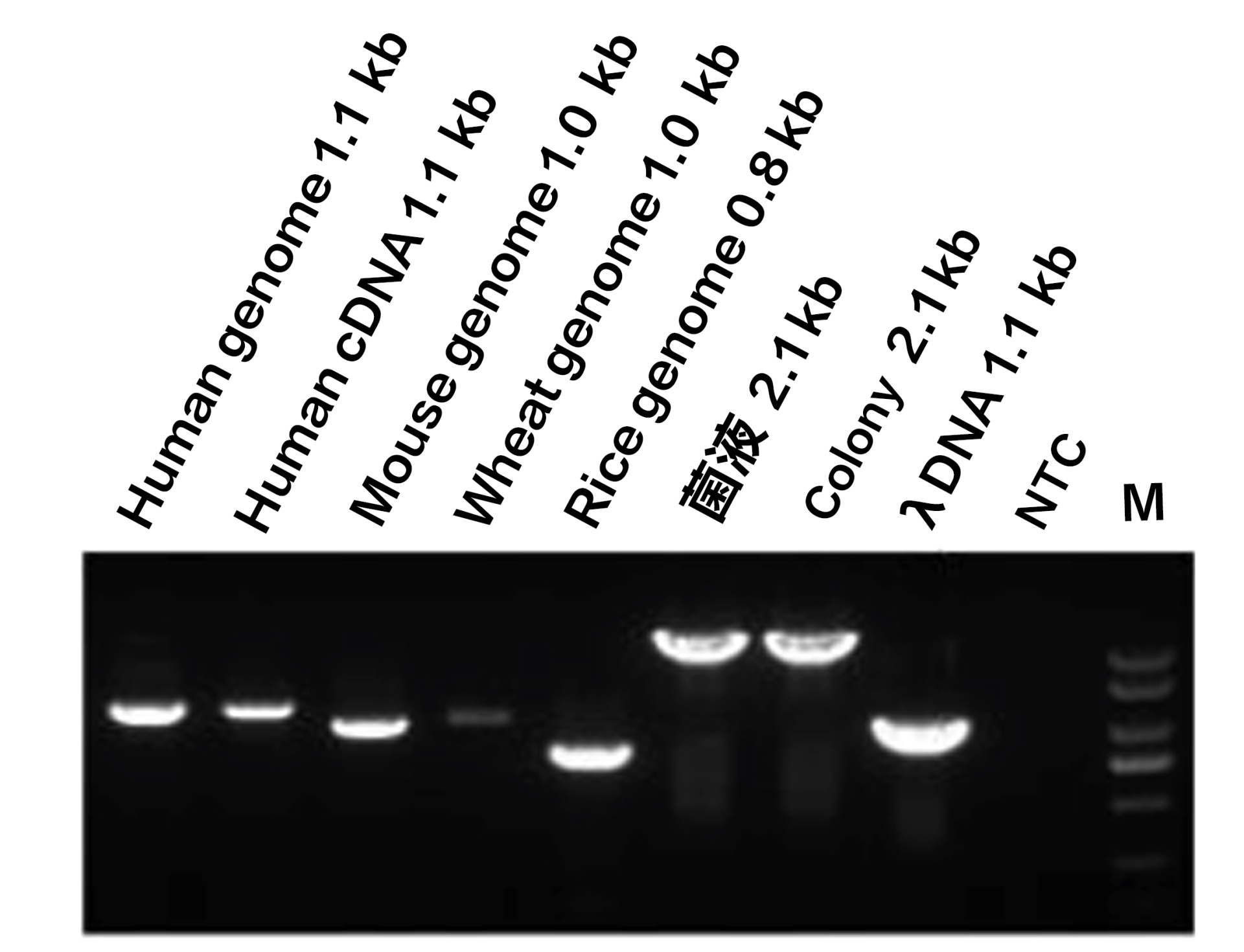 2 × Rapid Taq Master Mix（快速PCR