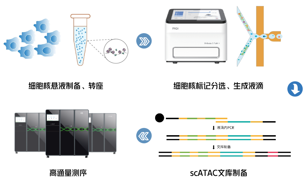 单细胞ATAC-seq：单细胞分辨率的染色质可及性，更高精度
