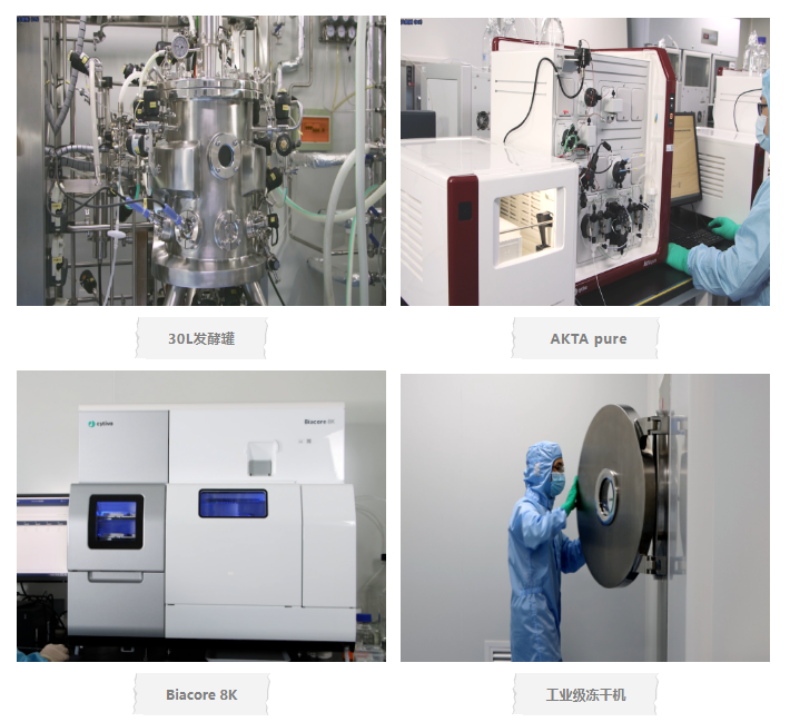 经培养类器官验证的高活性HiActi™细胞因子
