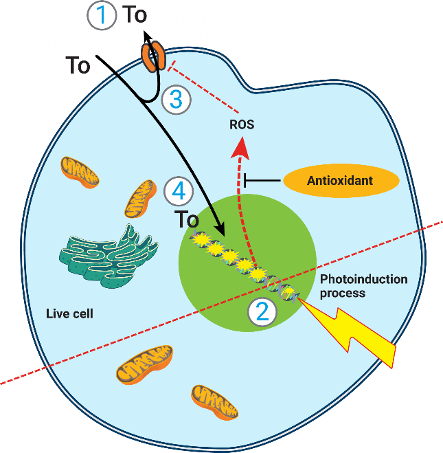 突破传统：Cytation 多模式平台在光敏剂抗氧化活性检测中的新应用