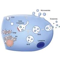 外泌体包裹紫杉醇（PTX）和多西他赛（DTX）