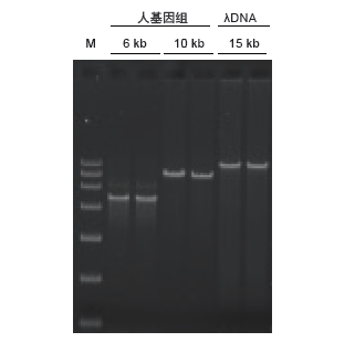 2 × Taq Plus Master Mix（比普通Taq
