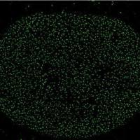 Abberior NPC - STAR RED/NPC - STAR Green/Membrane Receptor - STAR RED 单色标准片