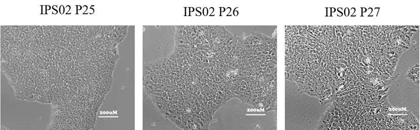 同立海源Laminin-511 E8