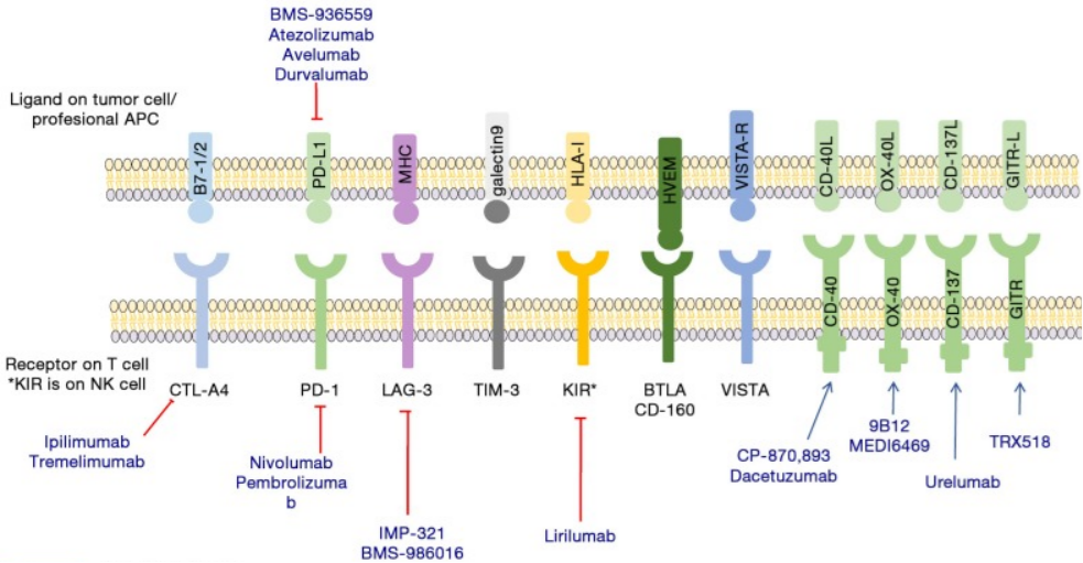 高质量免疫检查点抗体，助力肿瘤免疫治疗