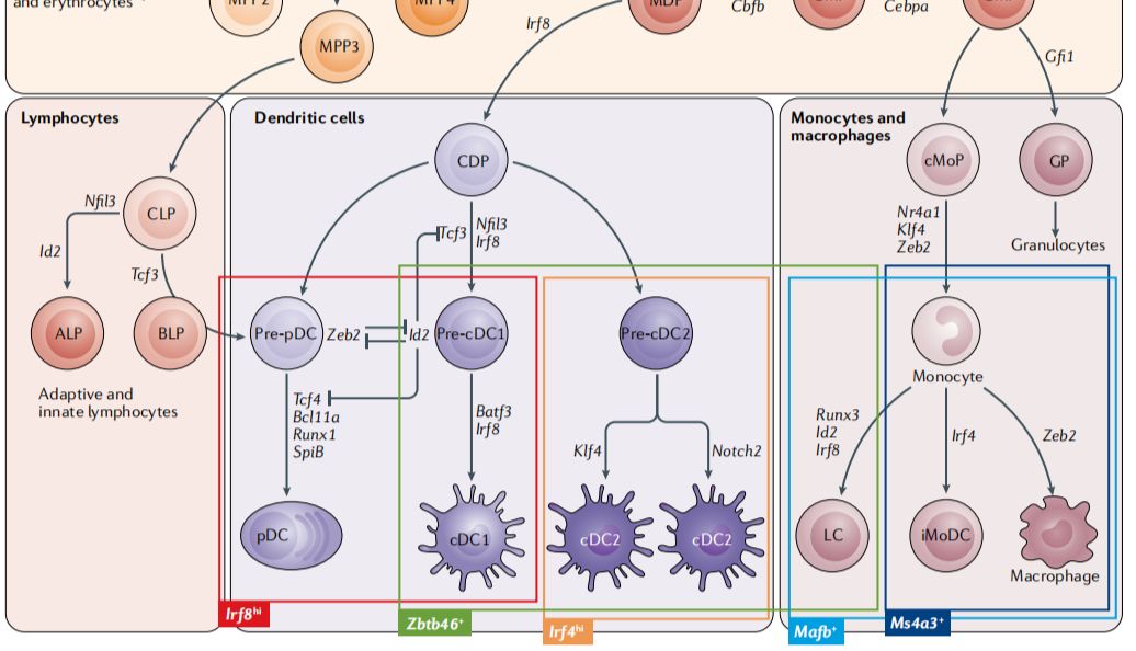 DC细胞培养攻略