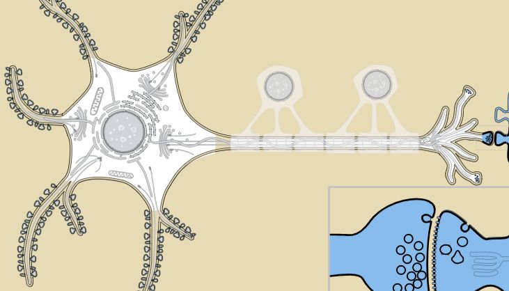 抗体产品星推荐第二十二期|Anti-GNB1 Polyclonal Antibody