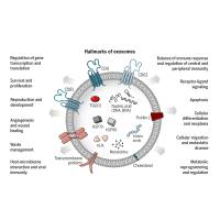 293细胞的外泌体包裹靶向STAT6的反义寡核苷酸（ASO-STAT6）