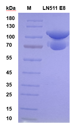 同立海源Laminin-511 E8