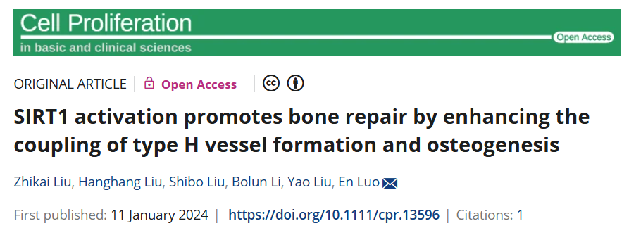 激活的SIRT1 通过增强 H 型血管生成和骨形成的耦联来促进骨修复