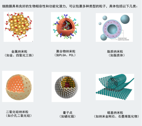 白/红/血小板/干/巨噬/肿瘤细胞膜负载脂质体（PLGA纳米