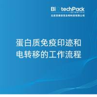 蛋白质免疫印迹和电转移的工作流程