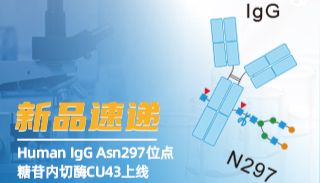 新品速递|Human IgG Asn297位点糖苷内切酶CU43上线