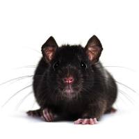 白细胞减少症模型