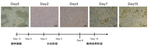 心脏与血管类器官培养/3D类器官技术服务/服务外包/心脏类器