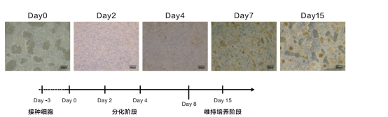 心脏与血管类器官培养/3D类器官技术服务/服务外包/心脏类器