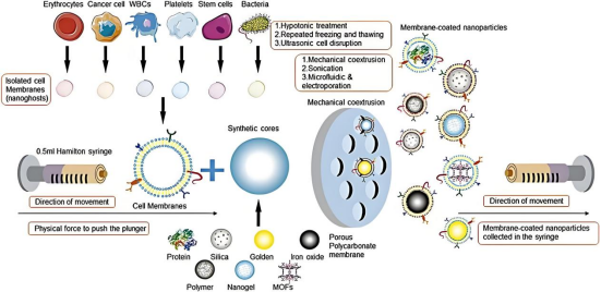 白/红/血小板/干/巨噬/肿瘤细胞膜负载脂质体（PLGA纳米