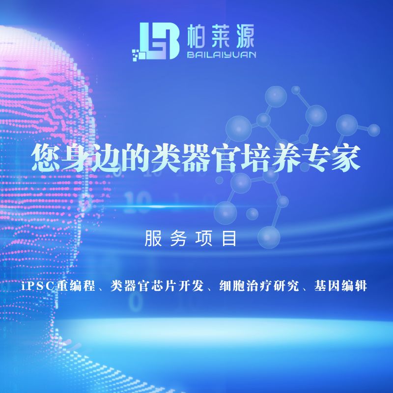 心脏与血管类器官培养/3D类器官技术服务/服务外包/心脏类器官建模