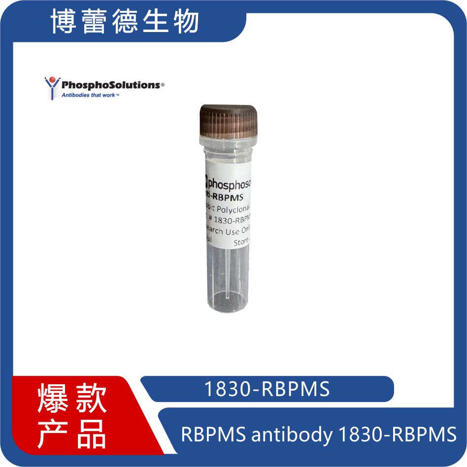 RBPMS antibody 1830-RBPMS