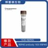 RBPMS antibody   1830-RBPMS
