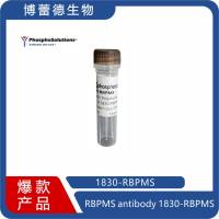 RBPMS antibody   1830-RBPMS